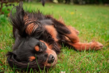 Küçük sevimli siyah bir köpeğin portresi. 