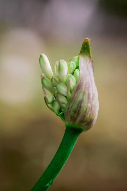Güzel Afrika zambağı (Agapanthus) çiçeği 