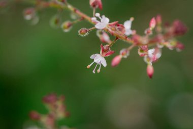 Büyüleyici itüzümü, Circaea lutetiana.