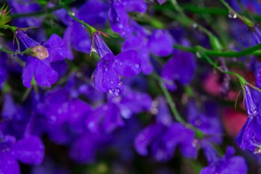 Bahçede çiçek açan mor ana bilgisayar