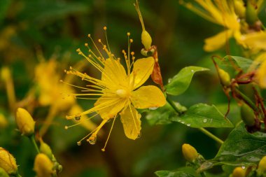 Aziz John 's Wort çiçekleri (Hypericum perforatum)
