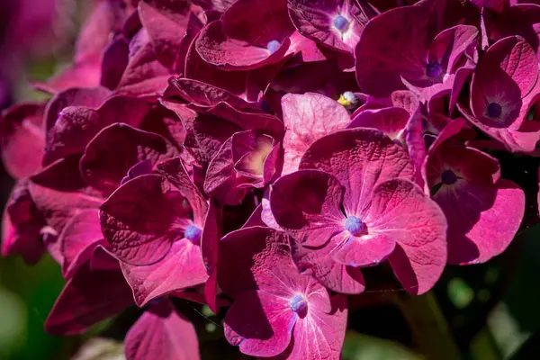 stock image Beautiful Purple and Pink Hydrangea Flowers