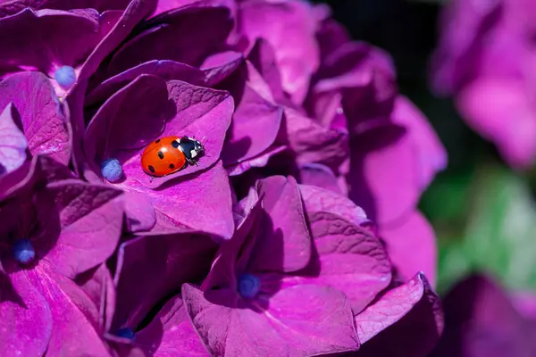 stock image Beautiful Purple and Pink Hydrangea Flowers