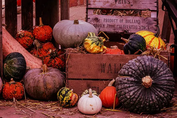 stock image Autumn farm display of pumpkins and gourds.