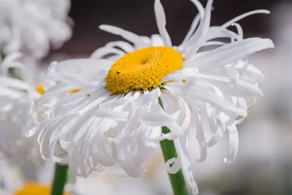 stock image Curly petal daisies on natural background