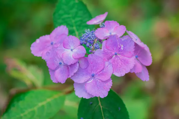 stock image Beautiful Purple and Pink Hydrangea Flowers