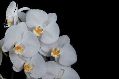 Arka planda güzel pembe kozmos çiçekleri 