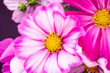 Arka planda güzel pembe kozmos çiçekleri 