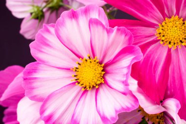 Arka planda güzel pembe kozmos çiçekleri 