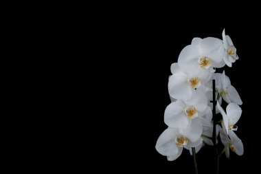 Siyah arkaplanda güzel beyaz orbitler  