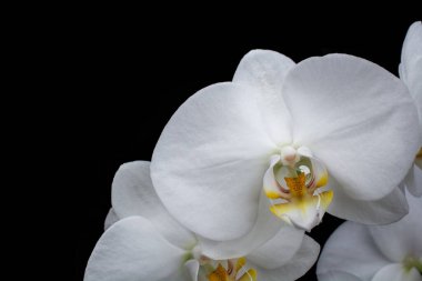 Siyah arkaplanda güzel beyaz orbitler  