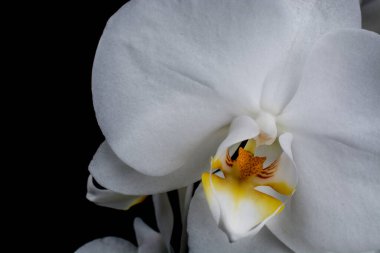 Siyah arkaplanda güzel beyaz orbitler  