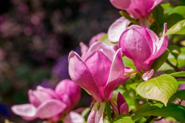 Güzel Manolya çiçek parkta 