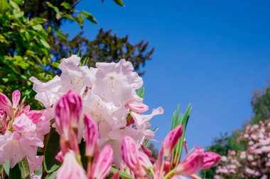 Güzel rhododendronlar Parkta bahar çiçekleri 