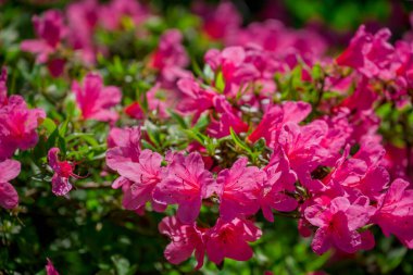 Güzel rhododendronlar Parkta bahar çiçekleri 