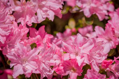 Güzel rhododendronlar Parkta bahar çiçekleri 
