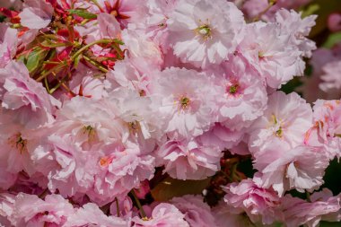 Güzel rhododendronlar Parkta bahar çiçekleri   