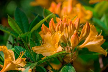 Güzel rhododendronlar Parkta bahar çiçekleri
