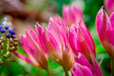 Doğal arka planda bahar çiçekleri 