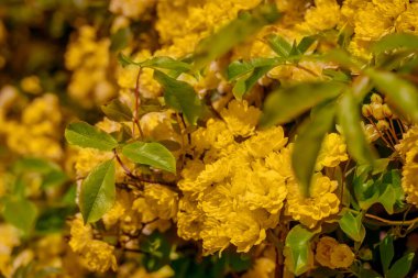 Bahçede yetişen güzel bahar sarı gülleri   