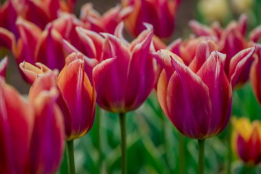 Doğal arka planda bahar çiçekleri 