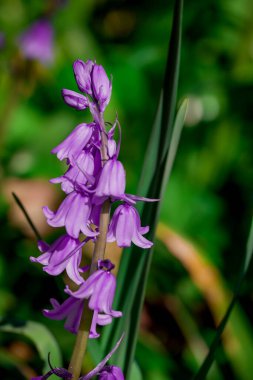 Bahçede yetişen güzel bahar çiçekleri  