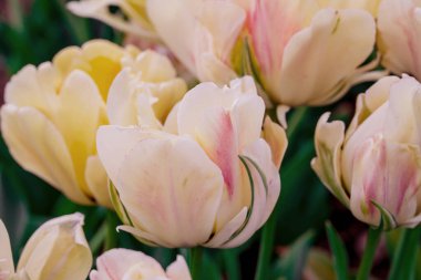 Doğal arka planda bahar çiçekleri 