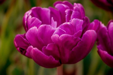Doğal arka planda bahar çiçekleri 