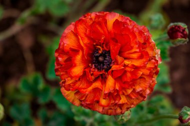 Doğal arka planda bahar çiçekleri 