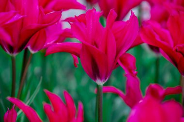 Doğal arka planda bahar çiçekleri 