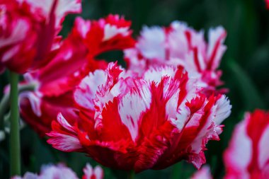 Doğal arka planda bahar çiçekleri 