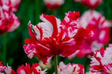 Doğal arka planda bahar çiçekleri 