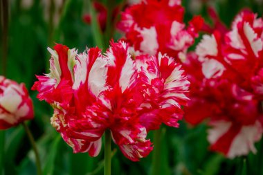 Doğal arka planda bahar çiçekleri 