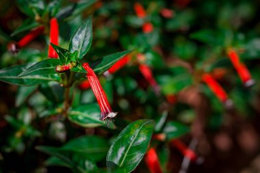 Doğal arka planda bahar çiçekleri 