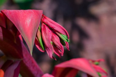 Bahçede yetişen güzel bahar çiçekleri 