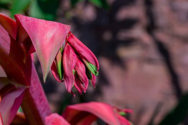 Bahçede yetişen güzel bahar çiçekleri 