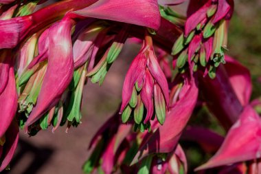 Bahçede yetişen güzel bahar çiçekleri 