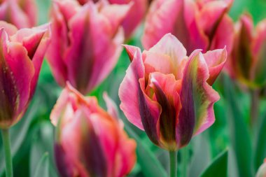 Doğal arka planda bahar çiçekleri 