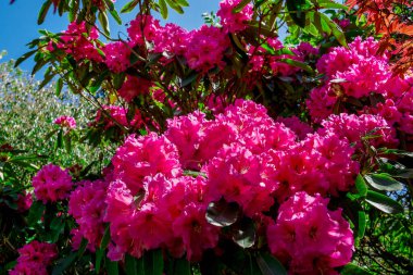 Güzel rhododendronlar Parkta bahar çiçekleri 