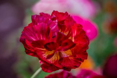 Doğal arka planda bahar çiçekleri 