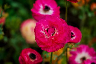 Doğal arka planda bahar çiçekleri 