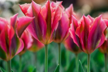 Doğal arka planda bahar çiçekleri 