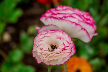 Doğal arka planda bahar çiçekleri 