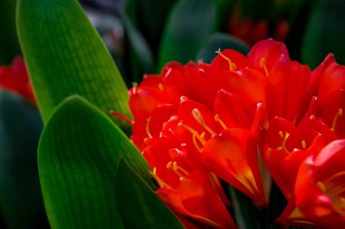 Doğal arka planda bahar çiçekleri 