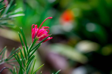 Doğal arka planda bahar çiçekleri 