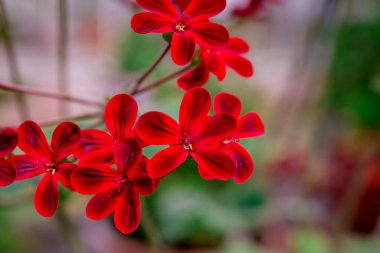 Doğal arka planda bahar çiçekleri 