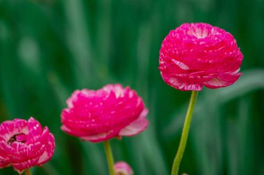 Doğal arka planda bahar çiçekleri 