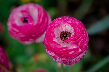 Doğal arka planda bahar çiçekleri 