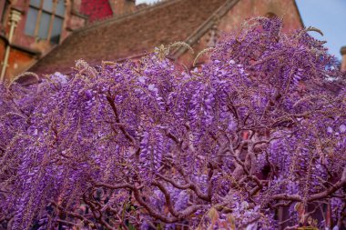 Doğal arka planda bahar çiçekleri
