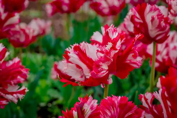 Doğal arka planda bahar çiçekleri 